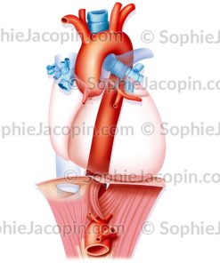 AORTE THORACIQUE
