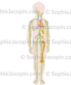SYSTÈME LYMPHATIQUE ENFANT