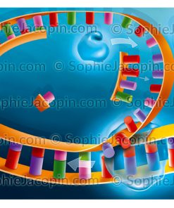 DUPLICATION D&rsquo;ADN