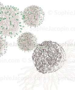 CELLULE TUMORALE – CAR-T